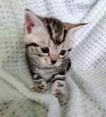 アメリカンショートヘア【山形県・女の子・2025年2月26日・シルバータビー】の写真4