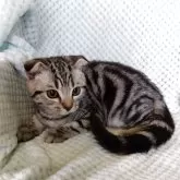 スコティッシュフォールド(折れ耳)【山形県・男の子・2025年7月15日・シルバータビー】の写真4