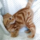 スコティッシュフォールド(折れ耳)【山形県・男の子・2025年7月15日・レッドタビー】の写真4