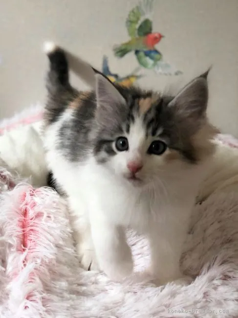 ID：2104-00391の子猫