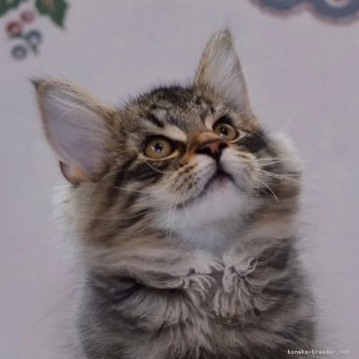 ID:2307-02329の子猫