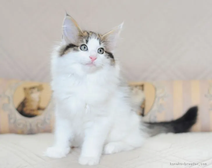 ID：2204-03048の子猫