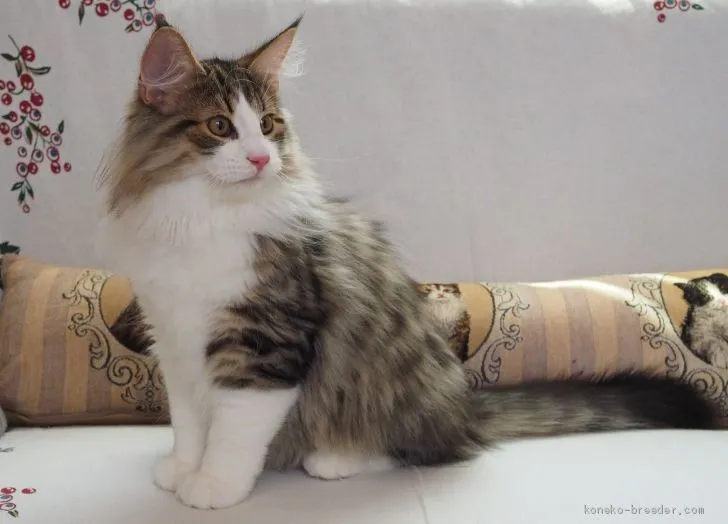 ID：1906-01389の子猫