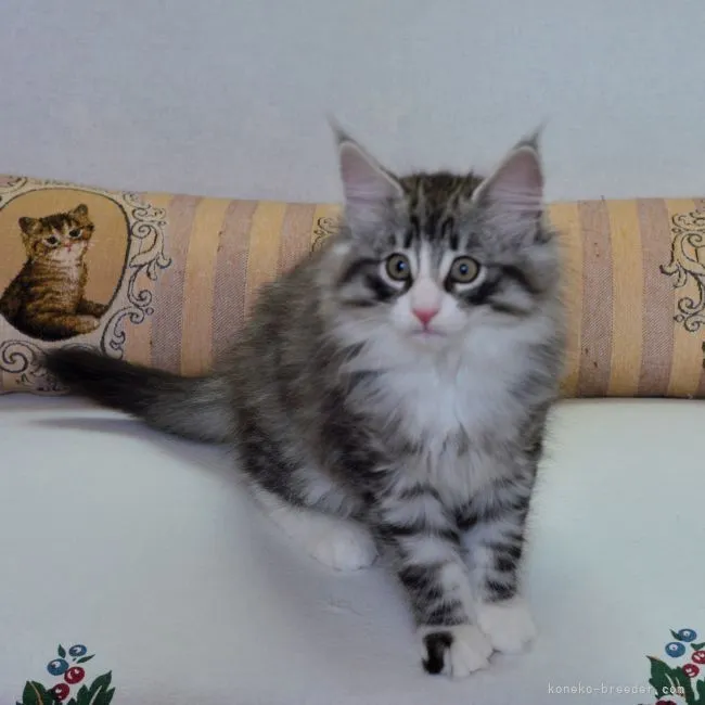 ID：2104-02073の子猫