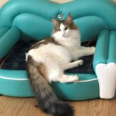 ノルウェージャンフォレストキャット【・女の子・2019年4月20日・ブラックマッカレルタビー&ホワイト】