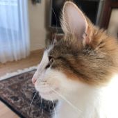 ノルウェージャンフォレストキャット【・女の子・2019年4月20日・ブラックマッカレルタビー&ホワイト】