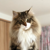 ノルウェージャンフォレストキャット【・男の子・2016年8月7日・ブラッククラシックタビー&ホワイト】