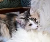 ノルウェージャンフォレストキャット【千葉県・女の子・2025年4月18日・ブルーマッカレルトービー&ホワイト】の写真6