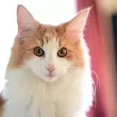 ノルウェージャンフォレストキャット【千葉県・女の子・2025年4月18日・レッドマッカレルタビー&ホワイト】の写真2