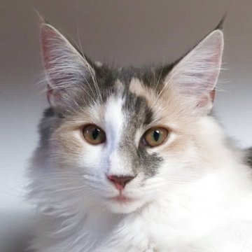 ノルウェージャンフォレストキャット【千葉県・女の子・2025年4月18日・ブルーマッカレルトービー&ホワイト】の写真「遊ぶの大好き元気な女の子💗」