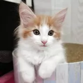 ノルウェージャンフォレストキャット