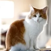 ノルウェージャンフォレストキャット【千葉県・女の子・2025年4月18日・レッドマッカレルタビー&ホワイト】の写真4