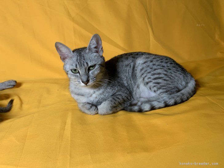 エジプシャンマウ【・女の子・2021年3月3日・シルバー】