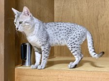 エジプシャンマウ【・男の子・2022年4月5日・シルバー】