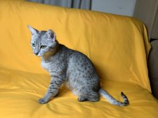 エジプシャンマウ【・女の子・2021年3月3日・シルバー】