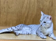 エジプシャンマウ【・男の子・2022年4月5日・シルバー】