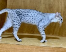 エジプシャンマウ【・男の子・2022年4月5日・シルバー】