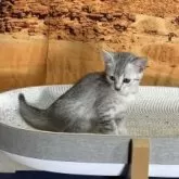 エジプシャンマウ【千葉県・女の子・2025年9月25日・シルバー】の写真11