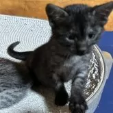 エジプシャンマウ【千葉県・女の子・2025年10月25日・スモーク】の写真11