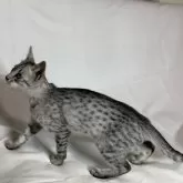 エジプシャンマウ【千葉県・男の子・2024年10月10日・シルバー】の写真15