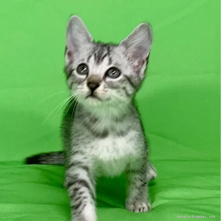 K.K 様のお迎えした子猫