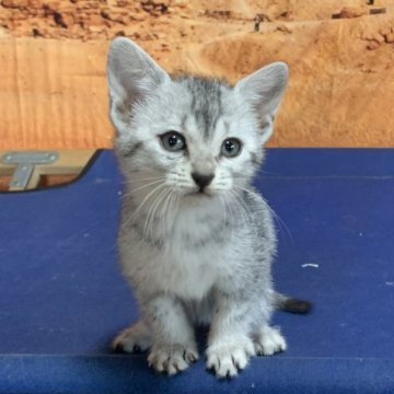 エジプシャンマウ【千葉県・男の子・2025年11月1日・シルバー（ダブルコート）】の写真「見るたびに笑顔が広がる可愛さ満点のエジプシャンマウ」