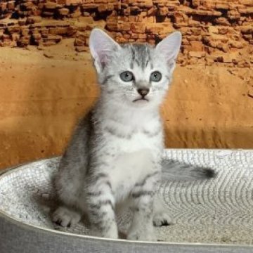 エジプシャンマウ【千葉県・女の子・2025年9月25日・シルバー（ダブルコート）】の写真「スポットとバランスの取れたとっても可愛い女の子❣️」