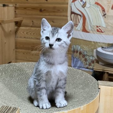 エジプシャンマウ【千葉県・男の子・2025年11月22日・シルバー（ダブルコート）】の写真「スポットがキレイに入っています」