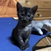 エジプシャンマウ