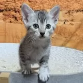 エジプシャンマウ