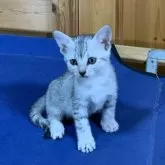 エジプシャンマウ