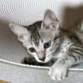 エジプシャンマウ