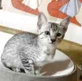 エジプシャンマウ