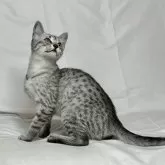 エジプシャンマウ【千葉県・男の子・2024年10月10日・シルバー】の写真2「元気で好奇心旺盛なキュートな男の子｡」