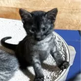 エジプシャンマウ【千葉県・女の子・2025年10月25日・スモーク】の写真2