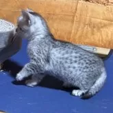 エジプシャンマウ【千葉県・女の子・2025年10月25日・シルバー】の写真3「エジプシャンマウはナチュラルスポットが、とっても大切な判断材料になります。」