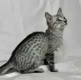 エジプシャンマウ【千葉県・男の子・2024年10月10日・シルバー】の写真4「ナチュラルスポットが素晴らしいシルバーです｡」