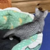 エジプシャンマウ【千葉県・男の子・2025年9月25日・シルバー】の写真5