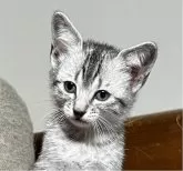 エジプシャンマウ【千葉県・男の子・2024年10月10日・シルバー】の写真6「頭の良く賢い子猫｡」