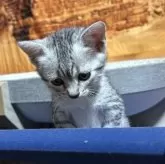 エジプシャンマウ【千葉県・女の子・2025年10月25日・シルバー】の写真8