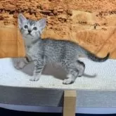 エジプシャンマウ【千葉県・男の子・2025年9月25日・シルバー】の写真9