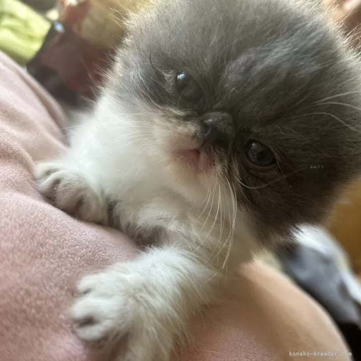 ID:2409-01191の子猫