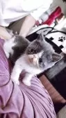 エキゾチックショートヘア