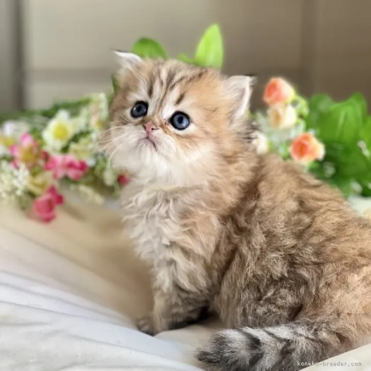 ID:2310-02909の子猫