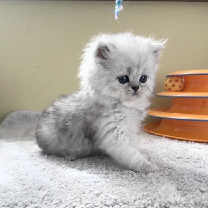 ID:2305-01736の子猫