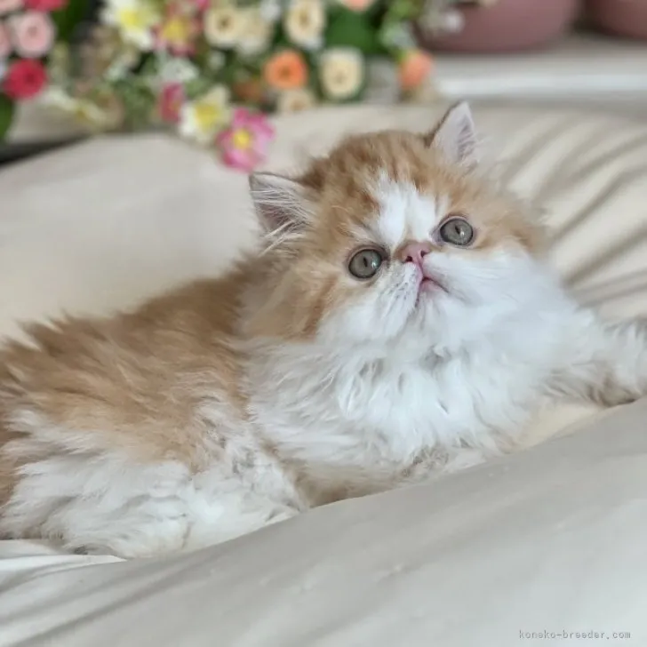 ID:2310-00894の子猫