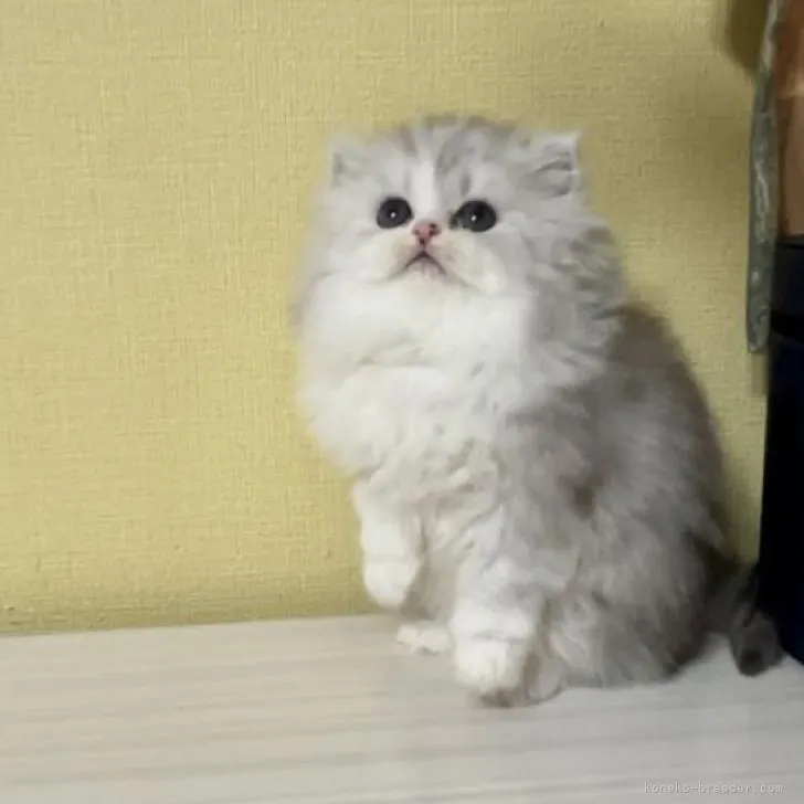 ID：2302-00020の子猫