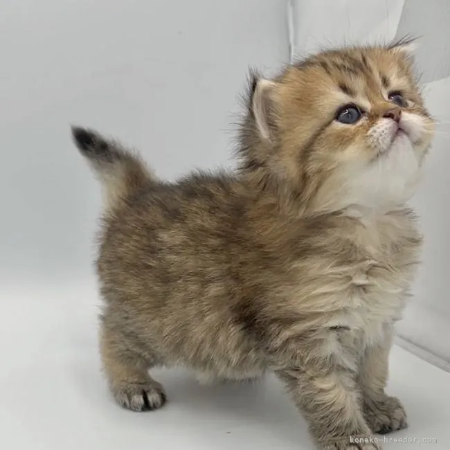ID:2206-02934の子猫
