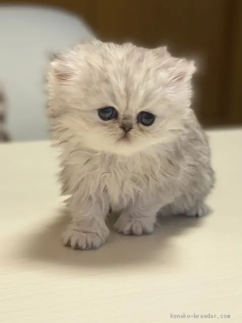 ID：2101-00181の子猫