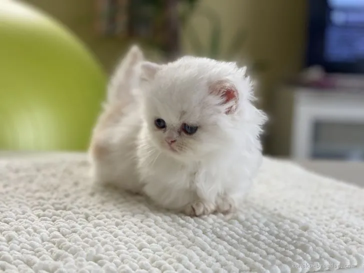 ID:2108-00101の子猫